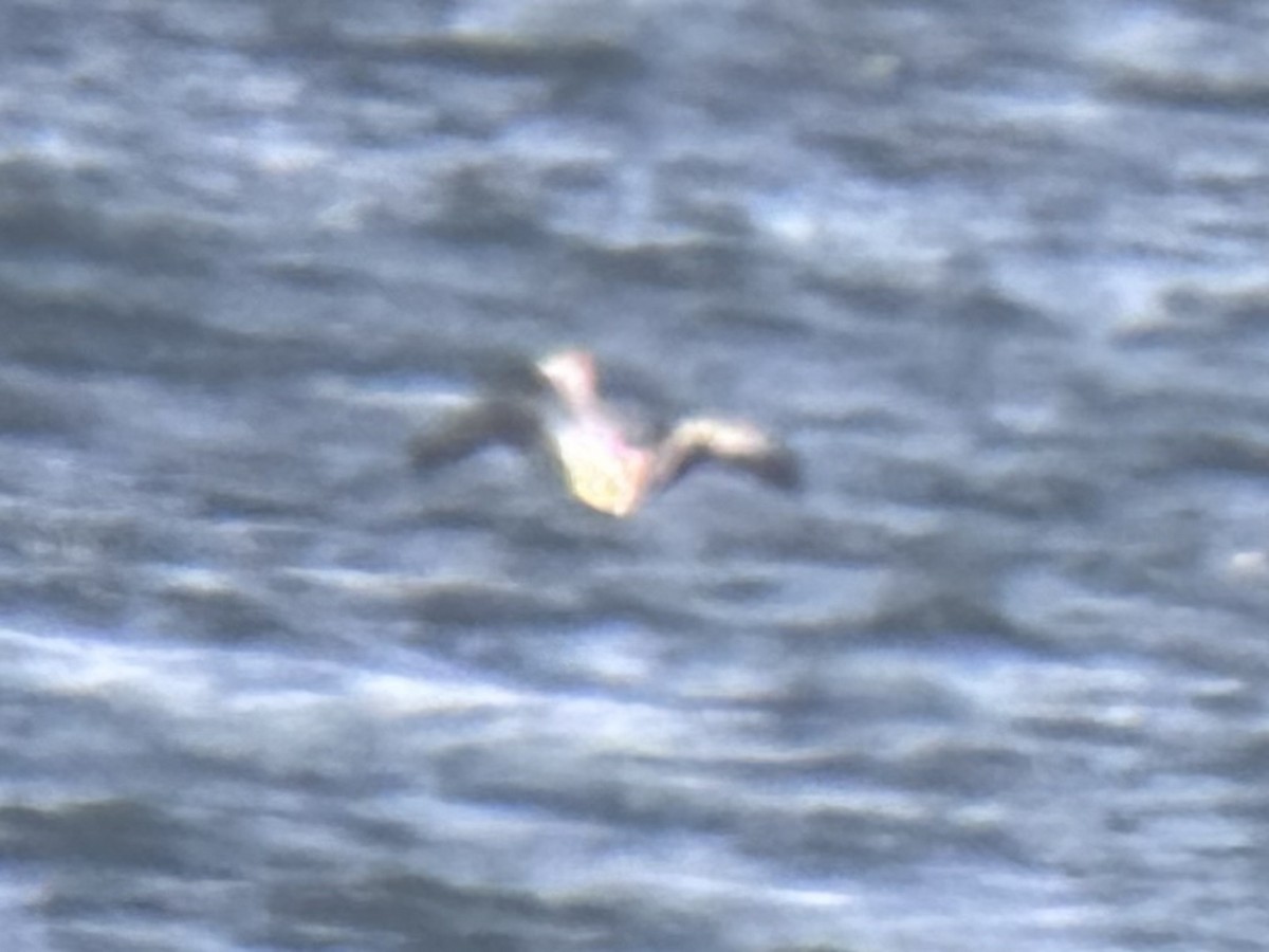 Yellow-billed Loon - ML631615299
