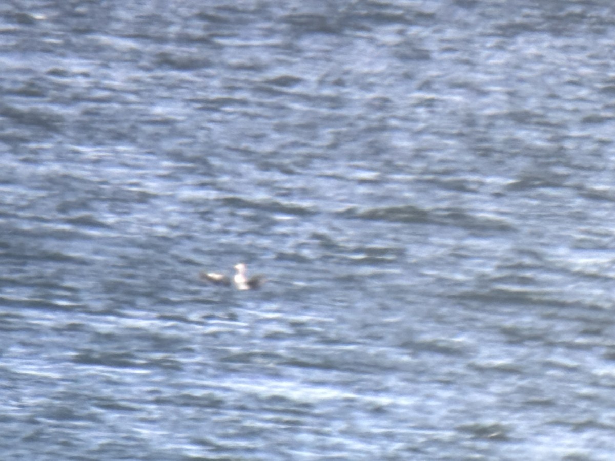Yellow-billed Loon - ML631615301