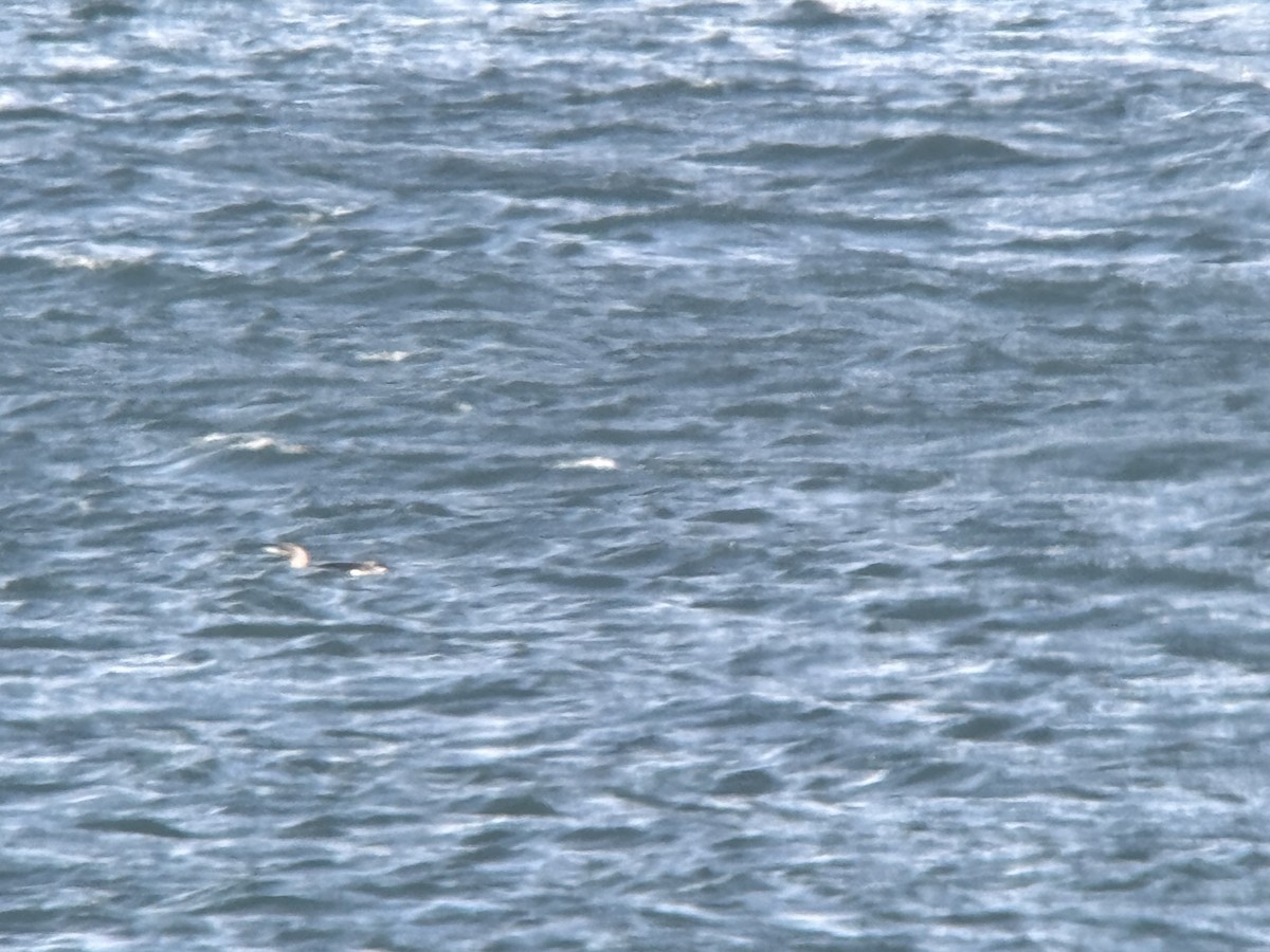 Yellow-billed Loon - ML631615302