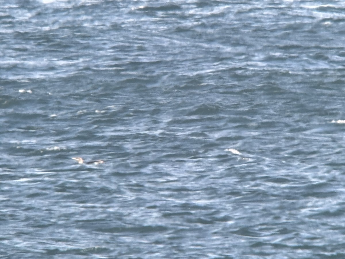 Yellow-billed Loon - ML631615303