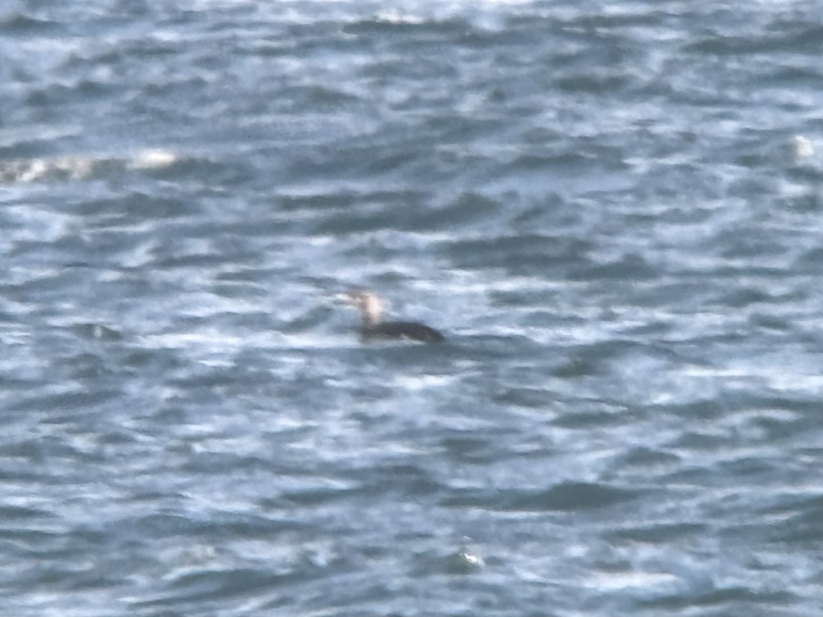 Yellow-billed Loon - ML631615304