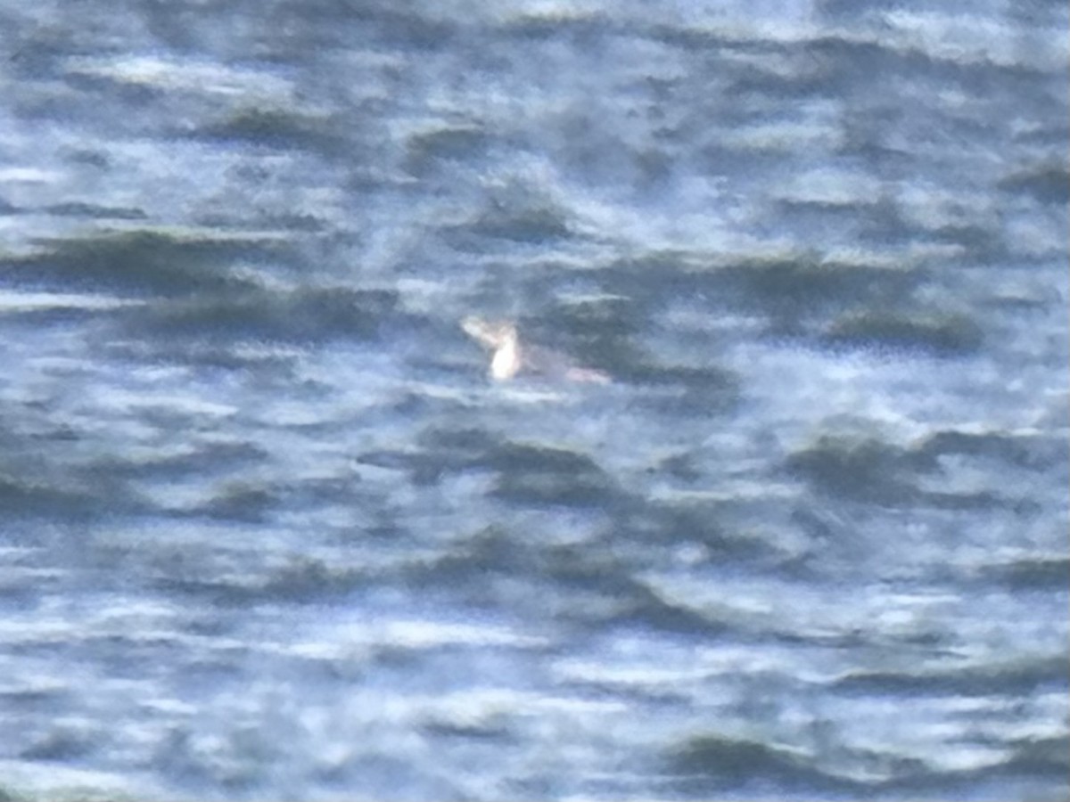 Yellow-billed Loon - ML631615305