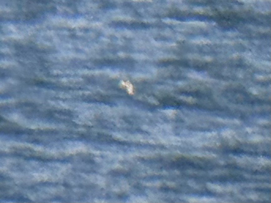 Yellow-billed Loon - ML631615306