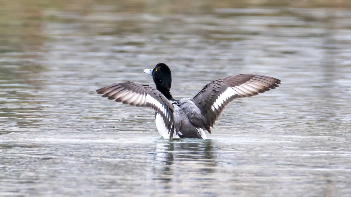 Greater Scaup - ML631615469