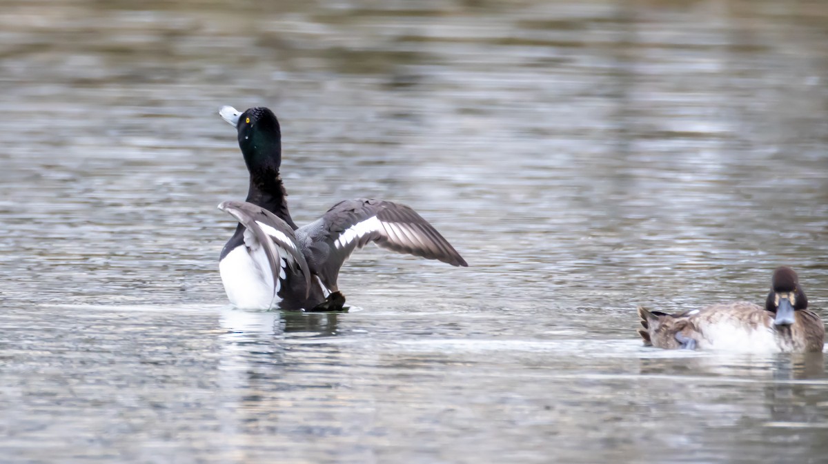 Greater Scaup - ML631615470