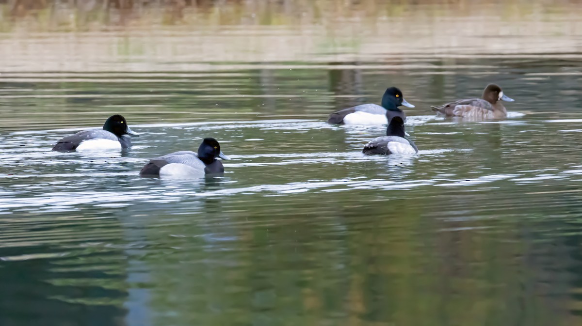 Greater Scaup - ML631615472