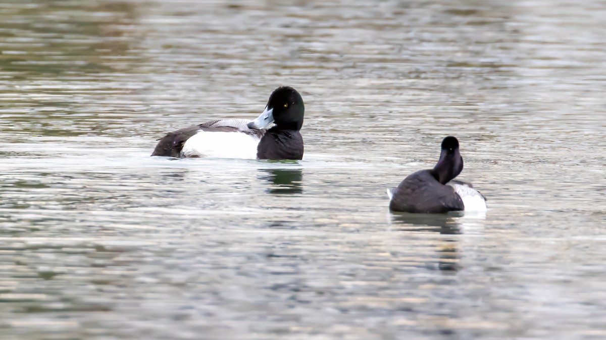 Greater Scaup - ML631615486