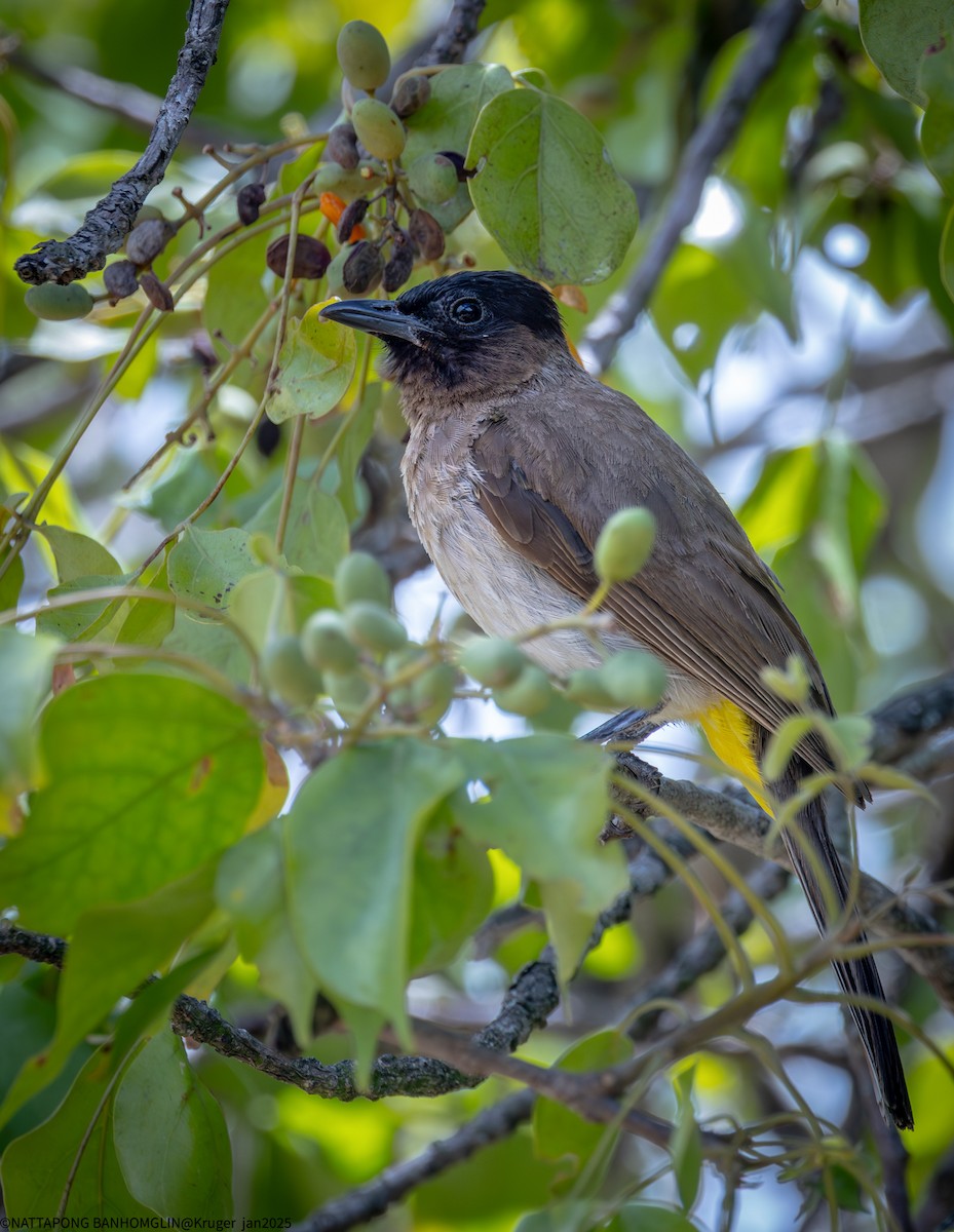 Bulbul des jardins - ML631615537