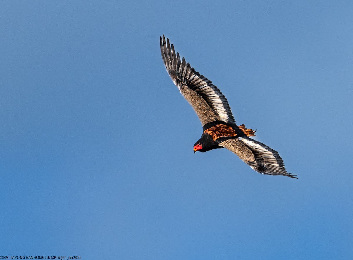 Bateleur des savanes - ML631615620