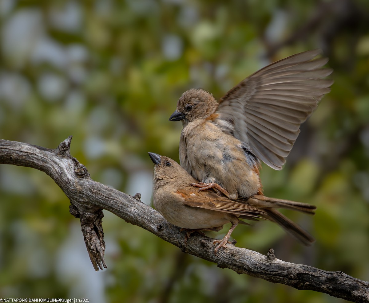 Moineau sud-africain - ML631615677