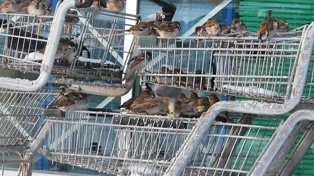House Sparrow - ML631615788
