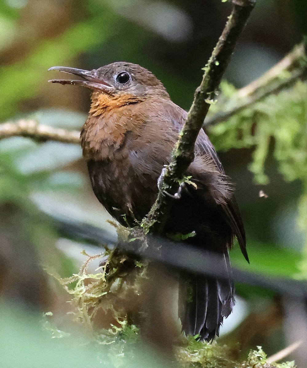 South American Leaftosser (Andean) - ML631615867