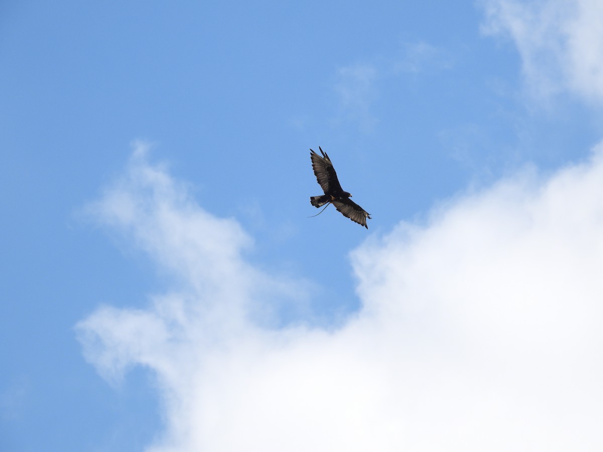 Zone-tailed Hawk - ML631616060