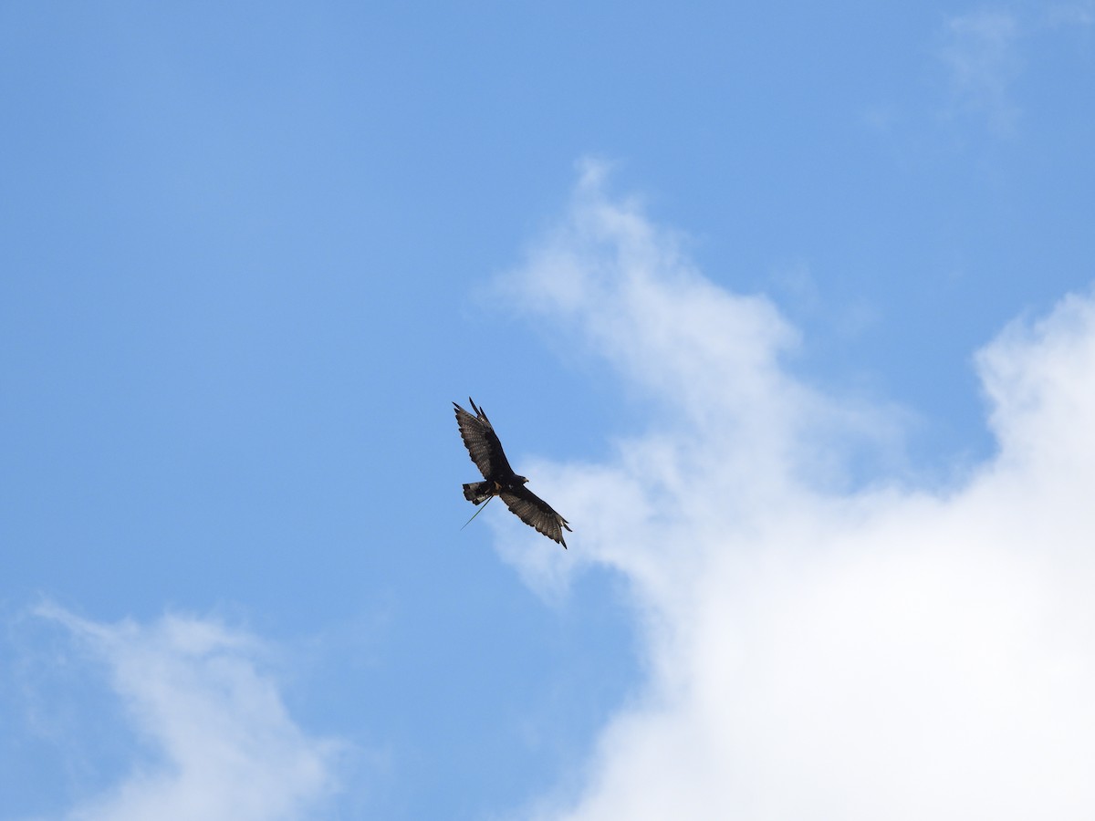 Zone-tailed Hawk - ML631616061