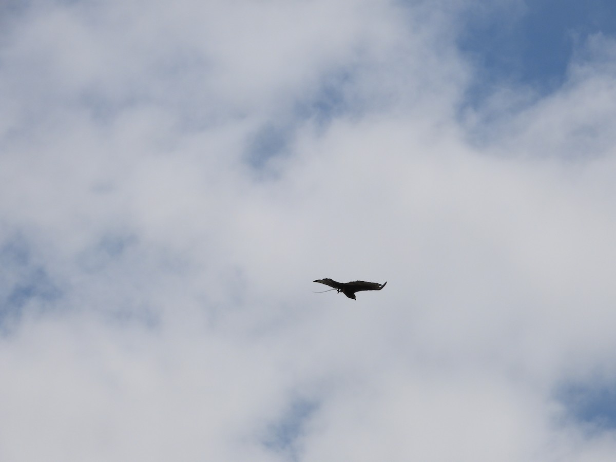 Zone-tailed Hawk - ML631616062