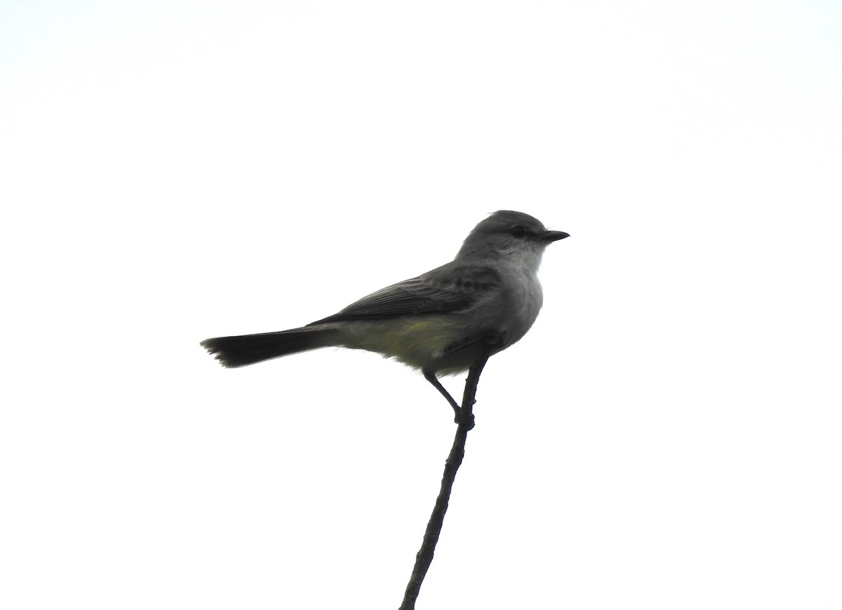 Chapada Flycatcher - ML631616152
