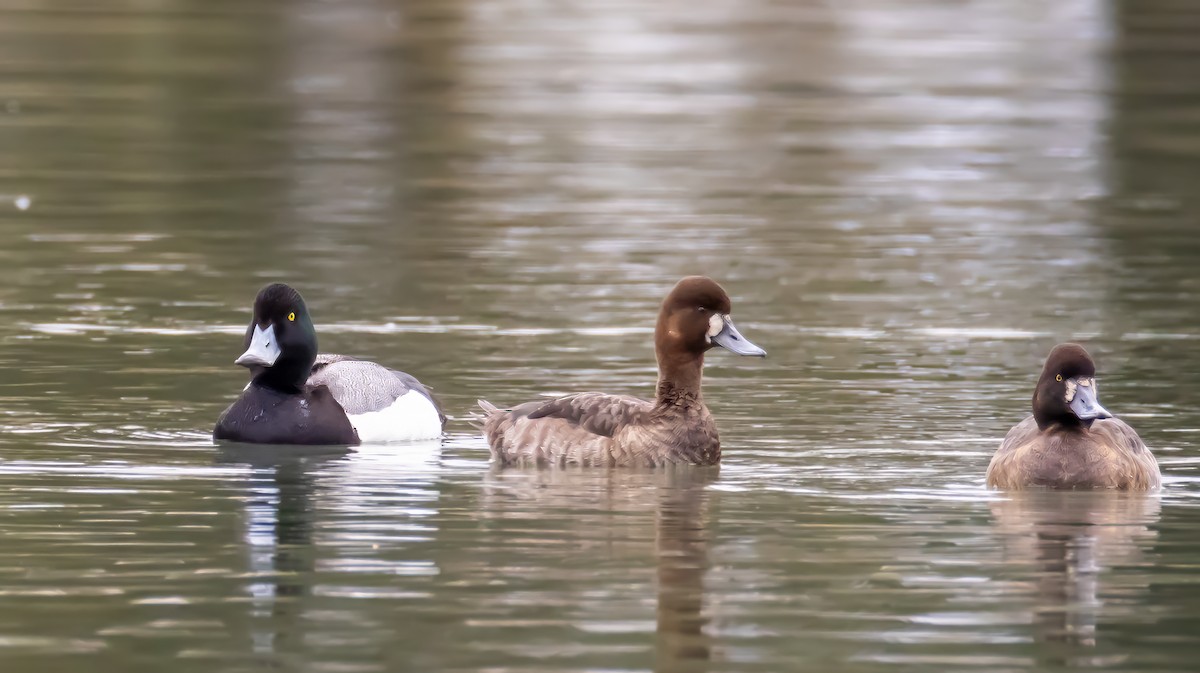 Greater/Lesser Scaup - ML631616227