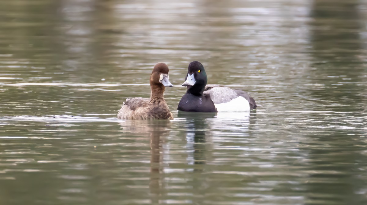 Greater/Lesser Scaup - ML631616228