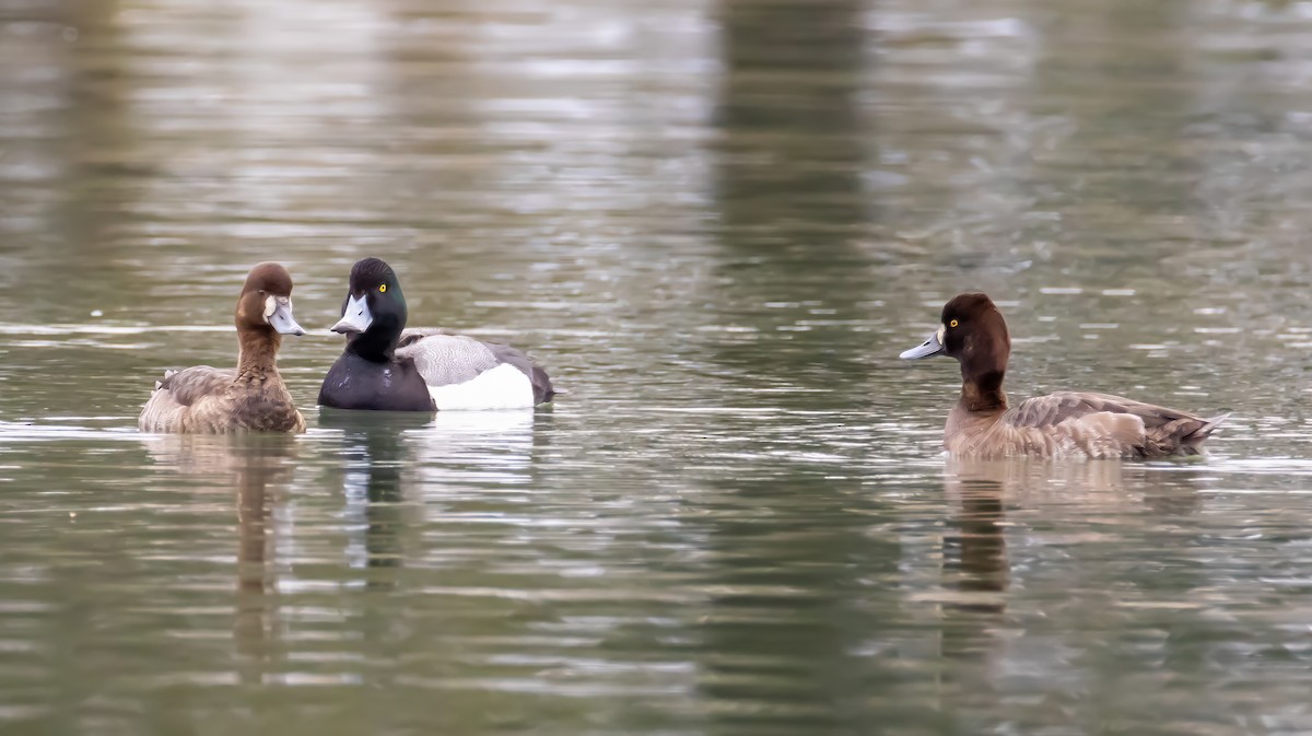 Greater/Lesser Scaup - ML631616229