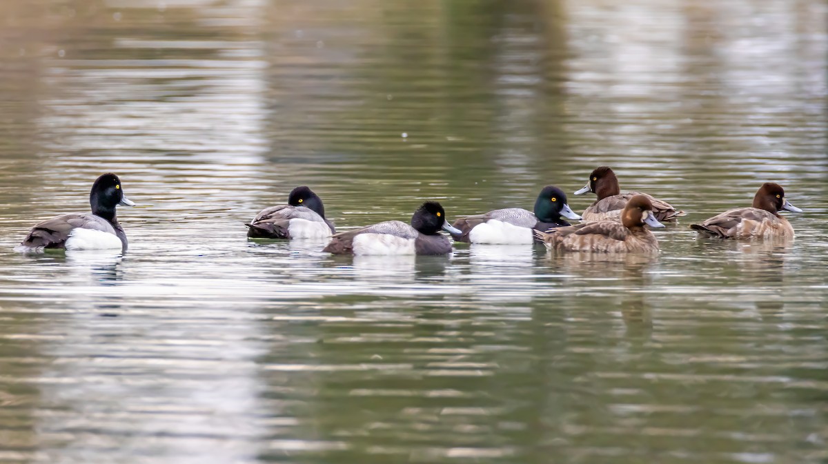 Greater/Lesser Scaup - ML631616361