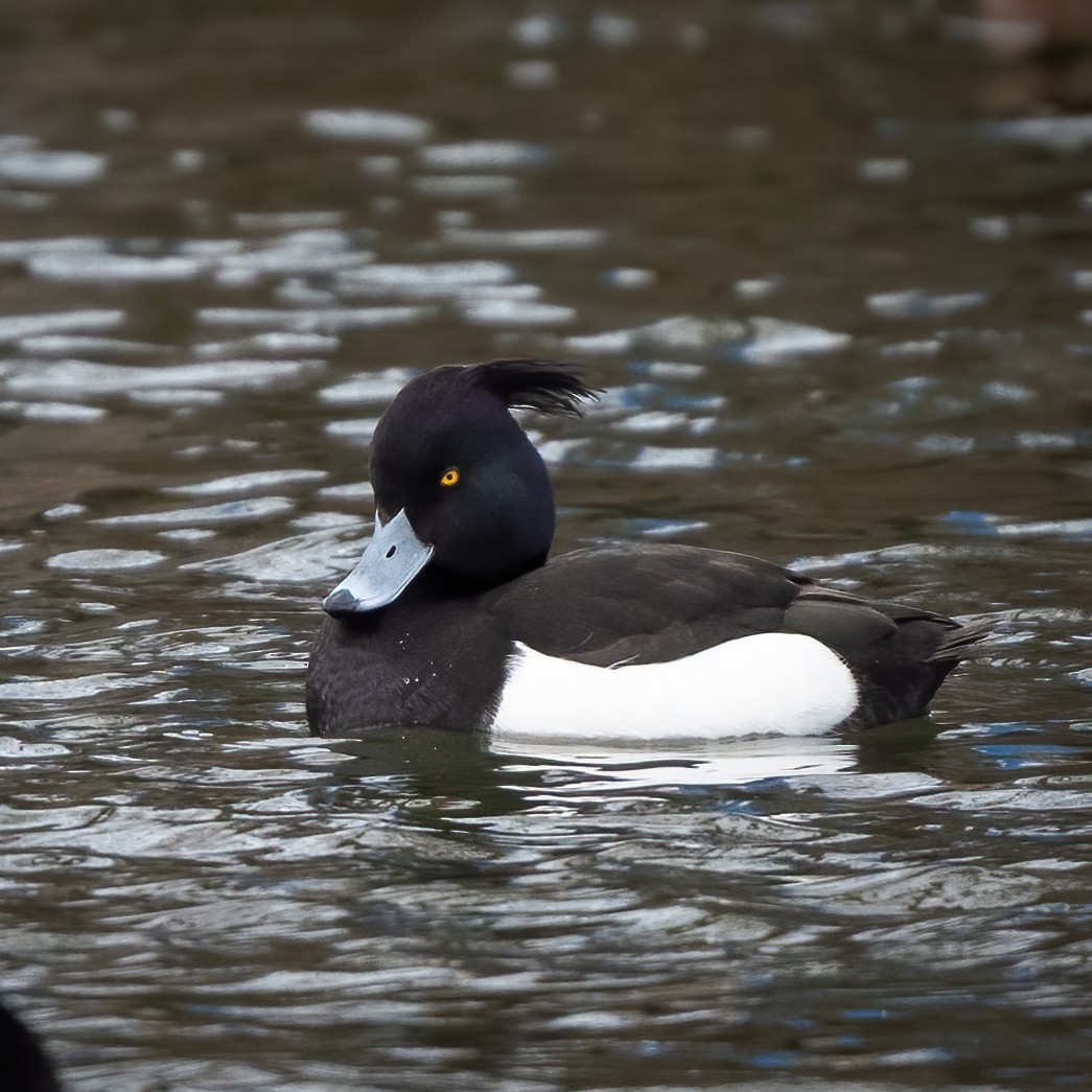 Moretta - ML631616427