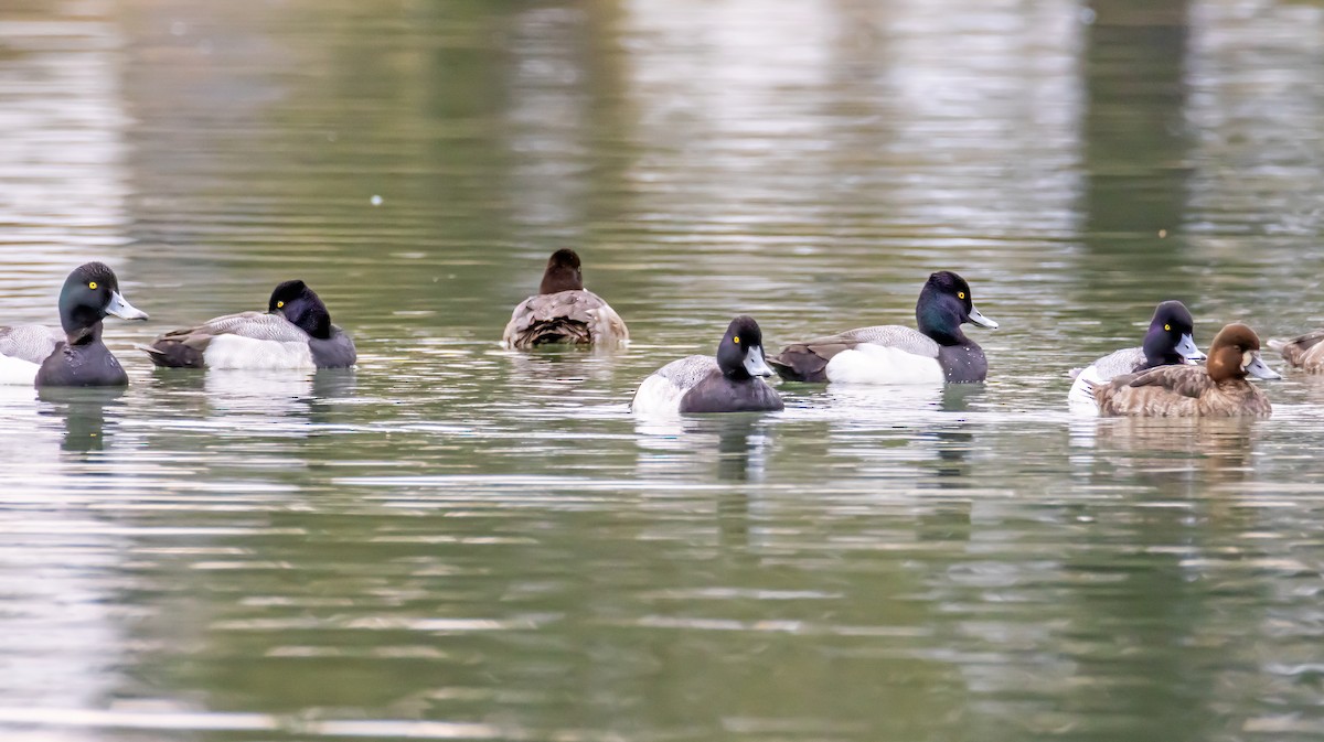 Greater/Lesser Scaup - ML631616439