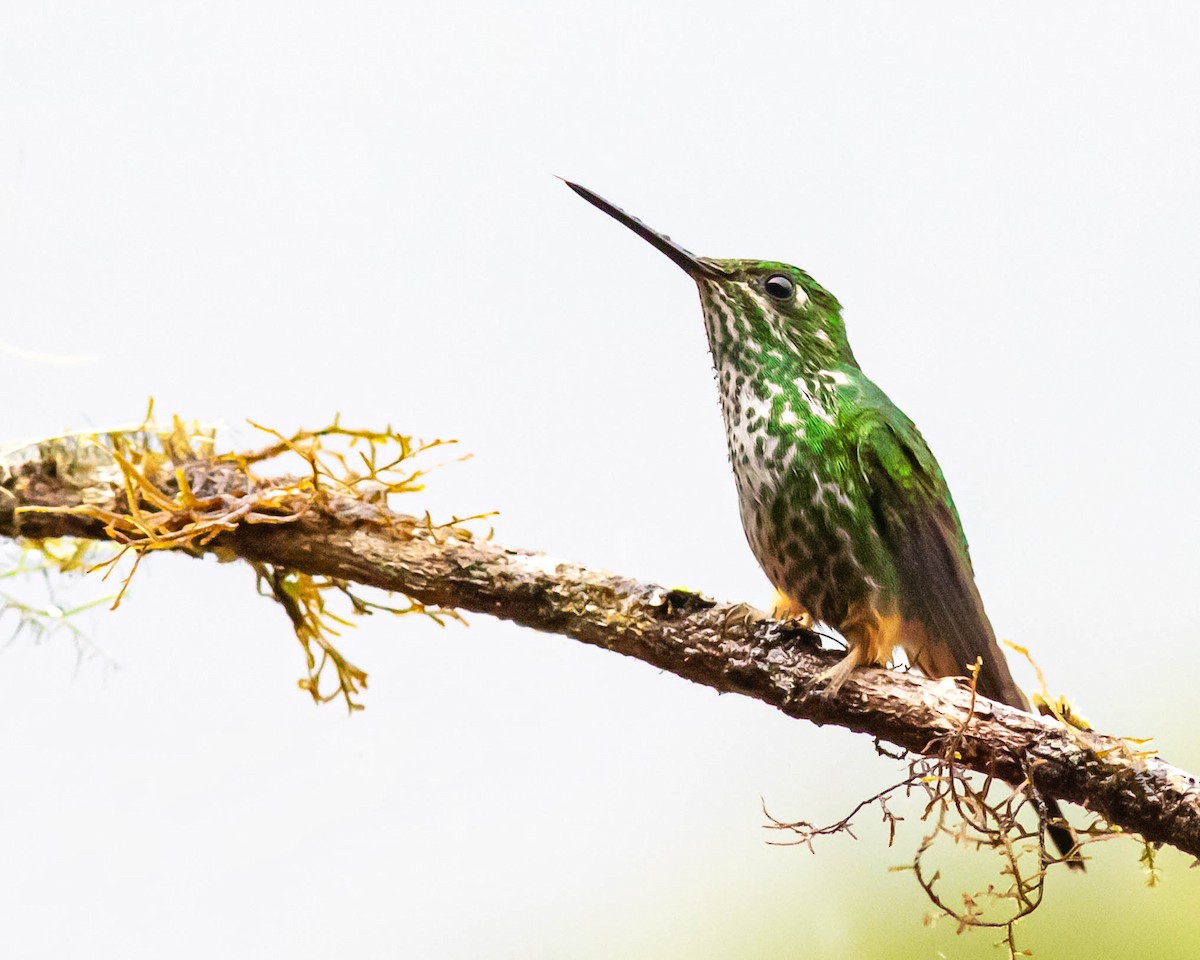 Rufous-booted Racket-tail - ML631616464