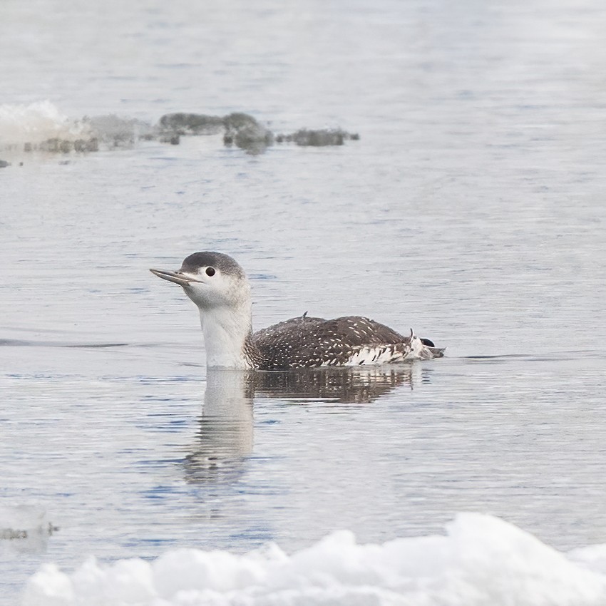 Strolaga minore - ML631616523