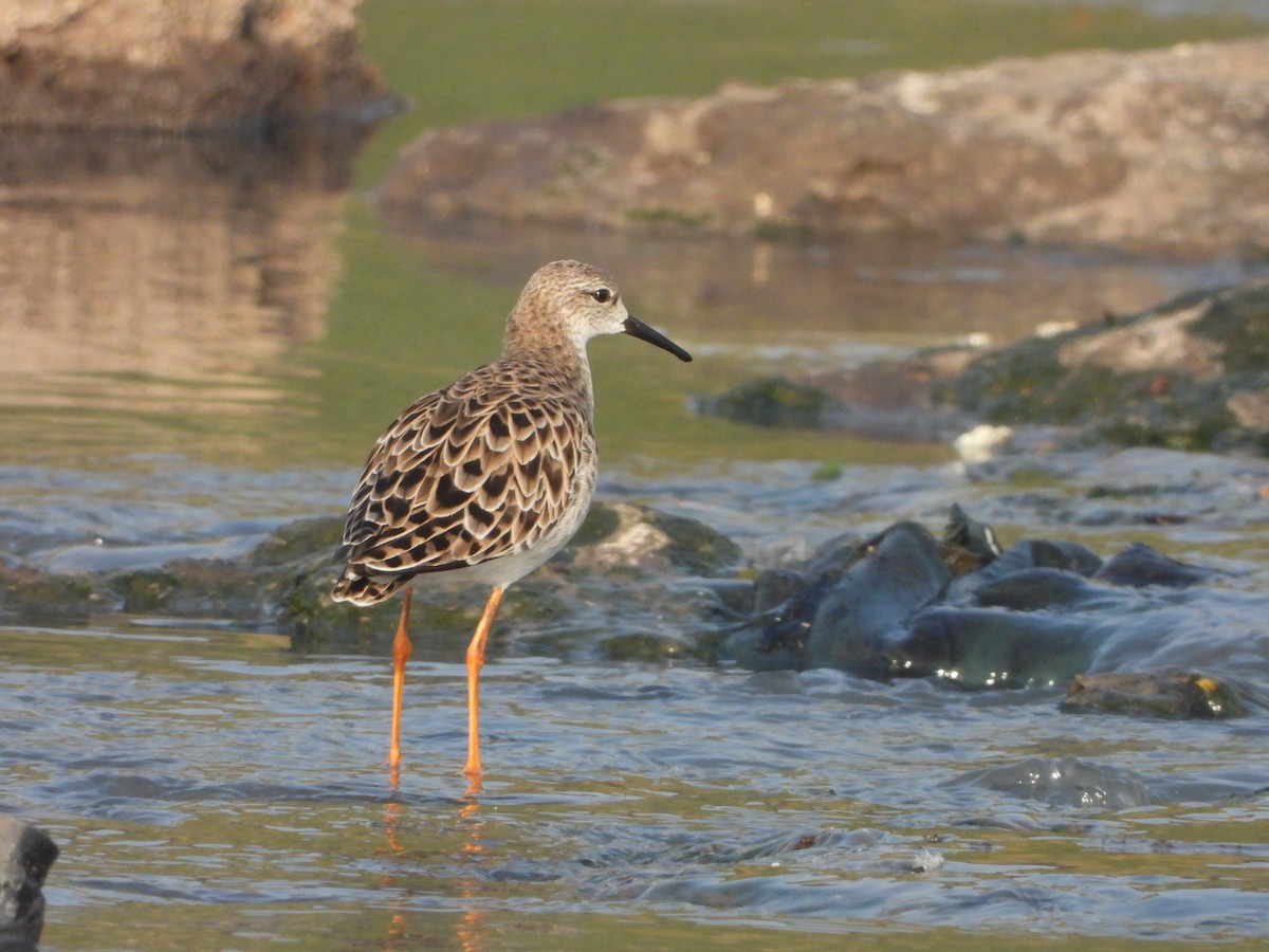 Турухтан - ML631616650