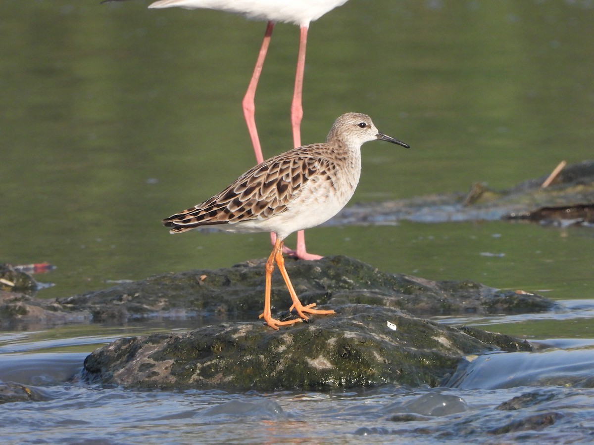 Турухтан - ML631616651