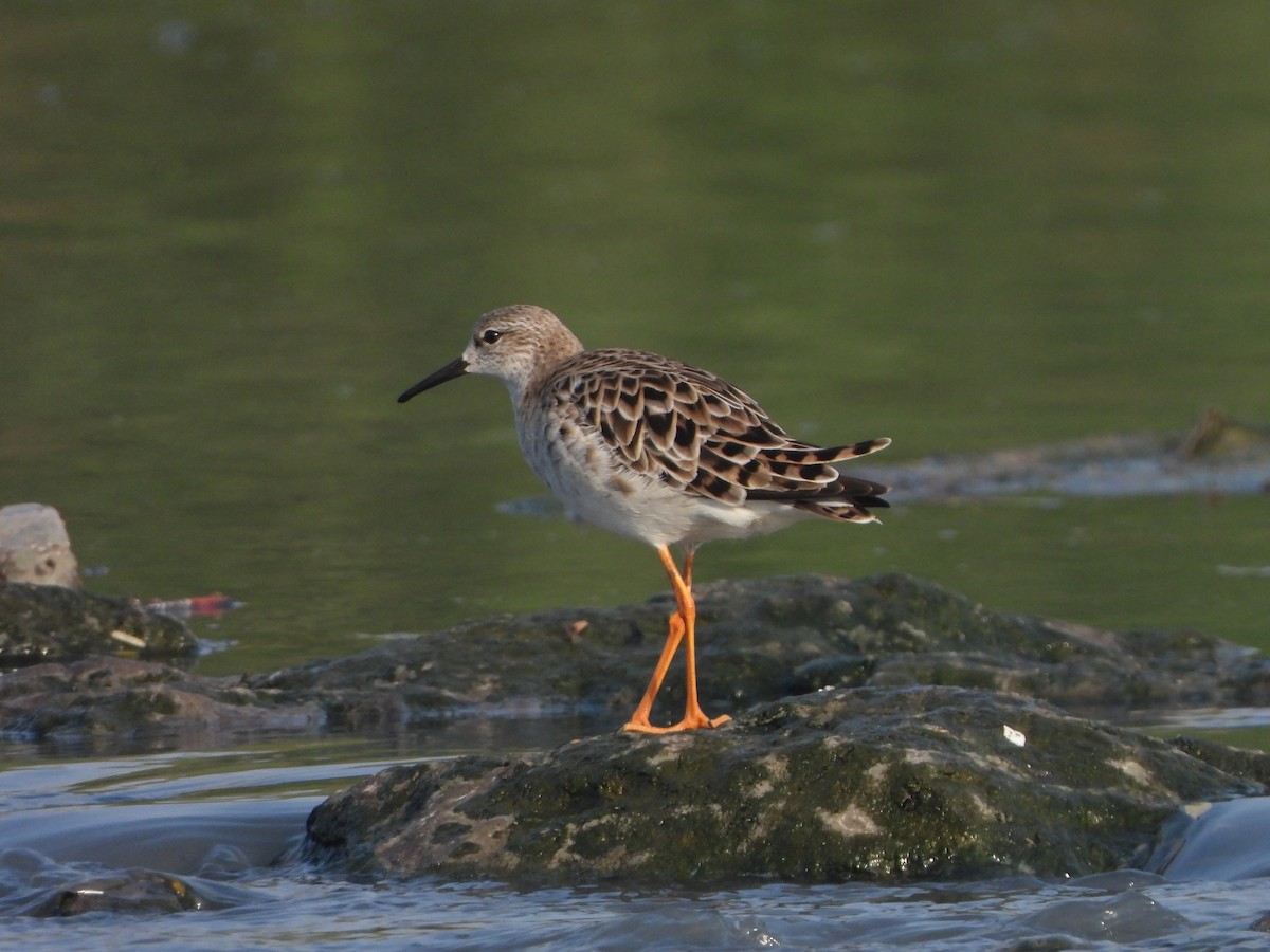 Турухтан - ML631616652