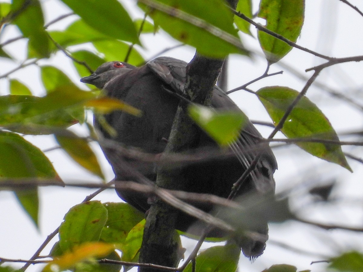 Dusky Pigeon - ML631616661