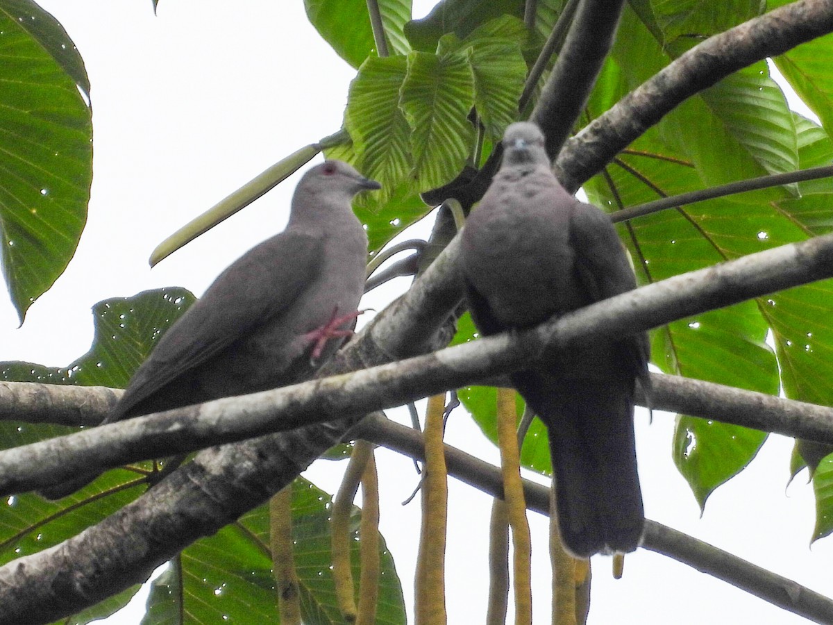 Dusky Pigeon - ML631616662