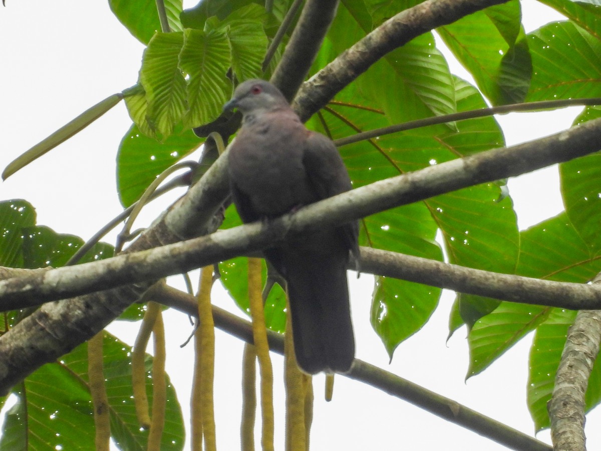 Dusky Pigeon - ML631616664