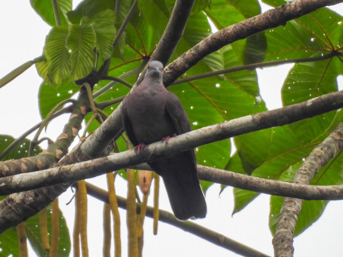 Dusky Pigeon - ML631616665