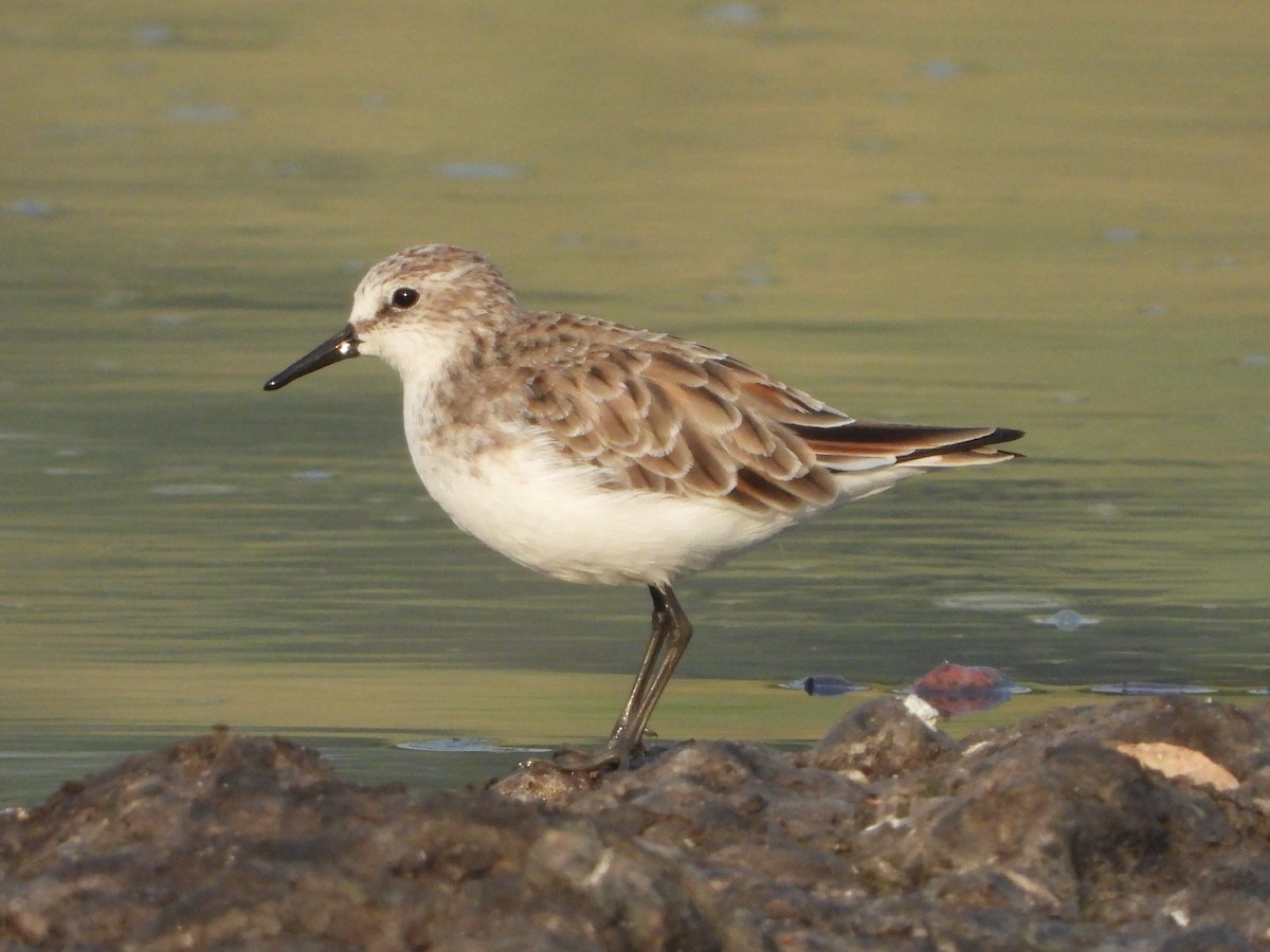 Кулик-воробей - ML631616706