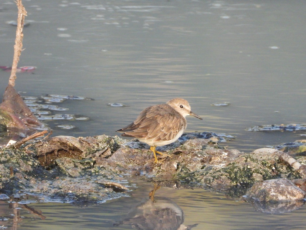 Белохвостый песочник - ML631616715