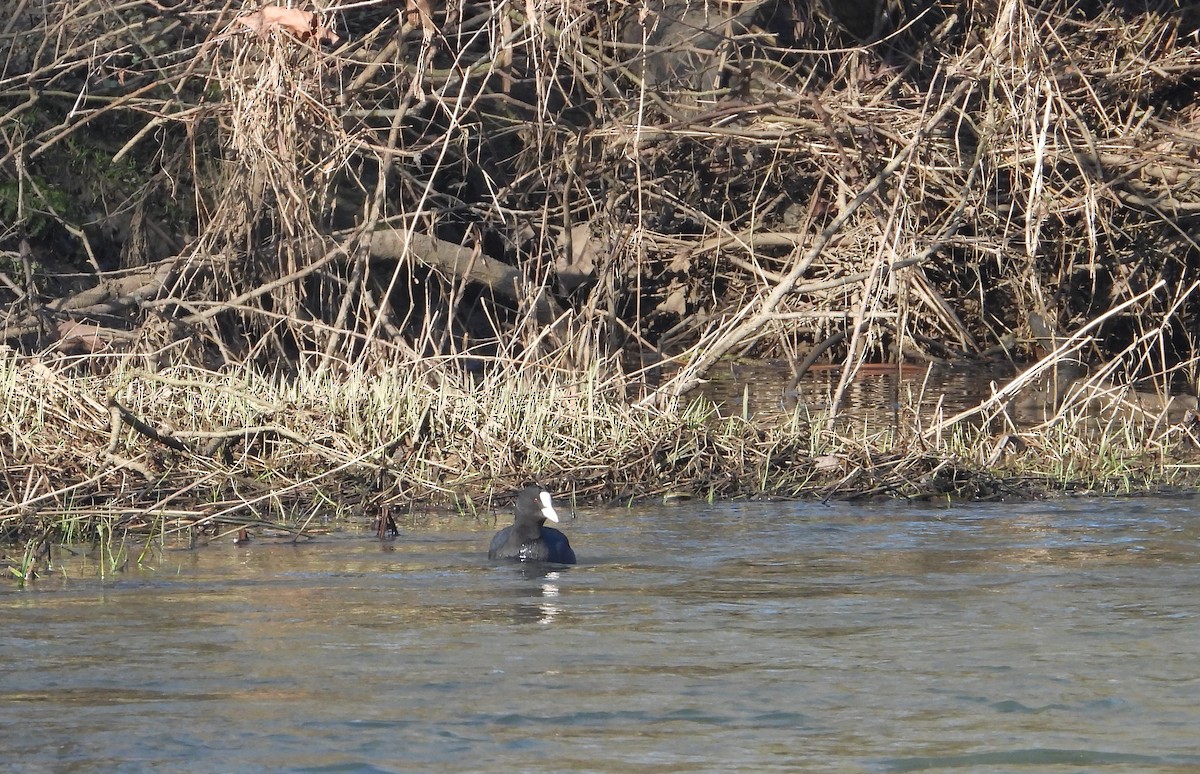 Eurasian Coot - ML631616722