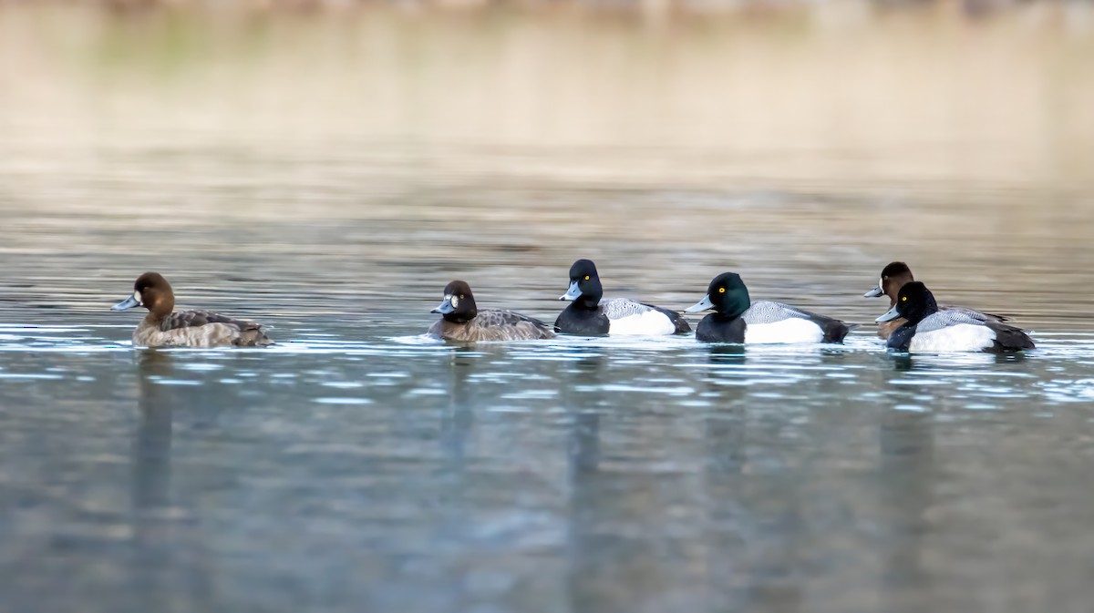 Greater/Lesser Scaup - ML631616729