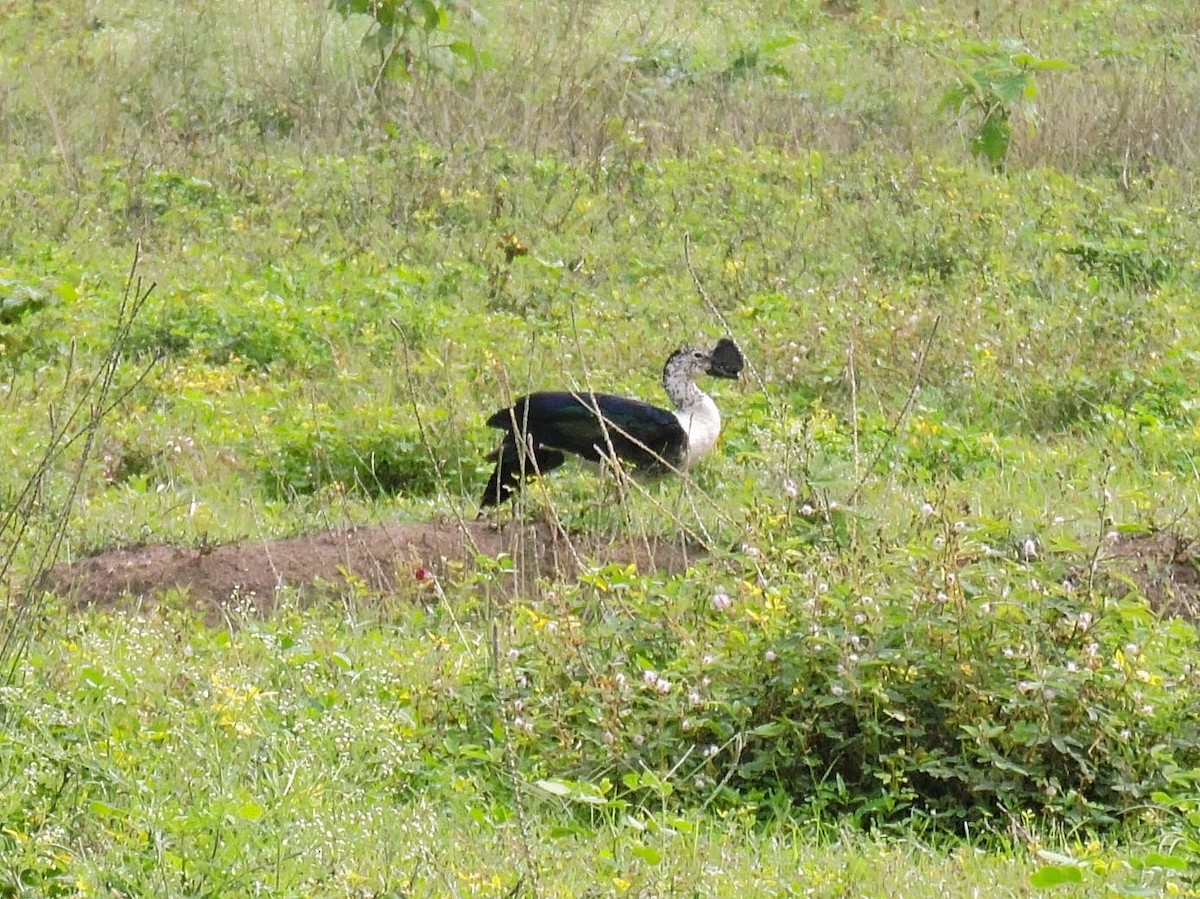 Comb Duck - ML631616732