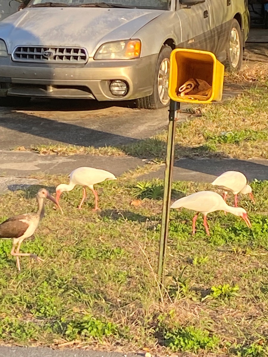 White Ibis - ML631616733