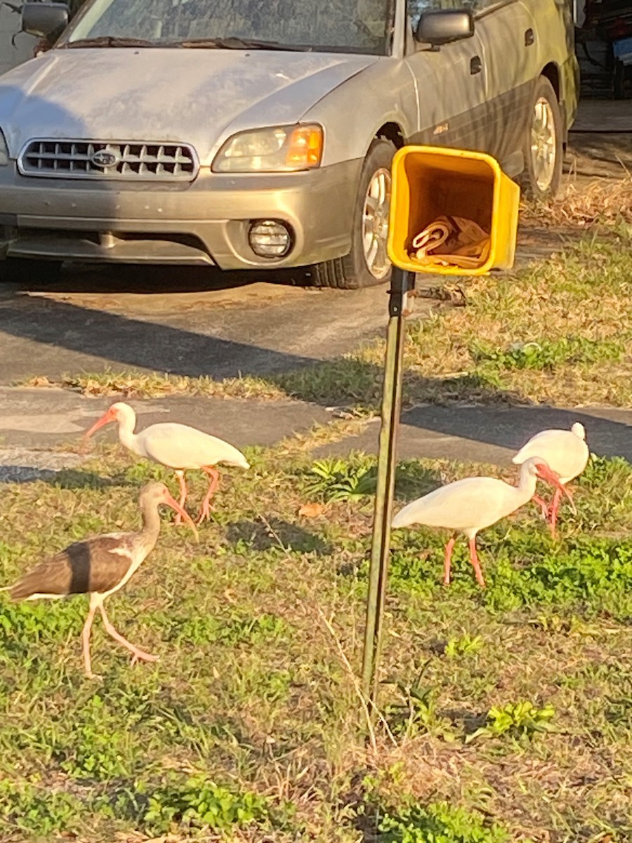 White Ibis - ML631616735