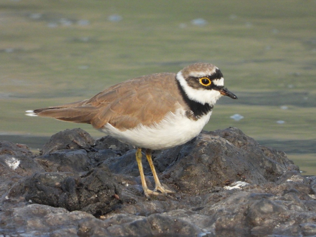 Малый зуёк - ML631616739