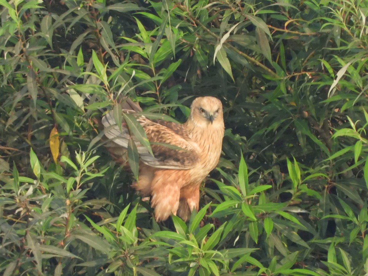 Болотный лунь - ML631616750