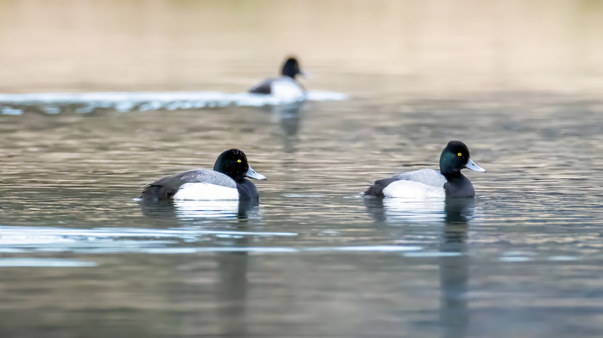 Greater Scaup - ML631616801