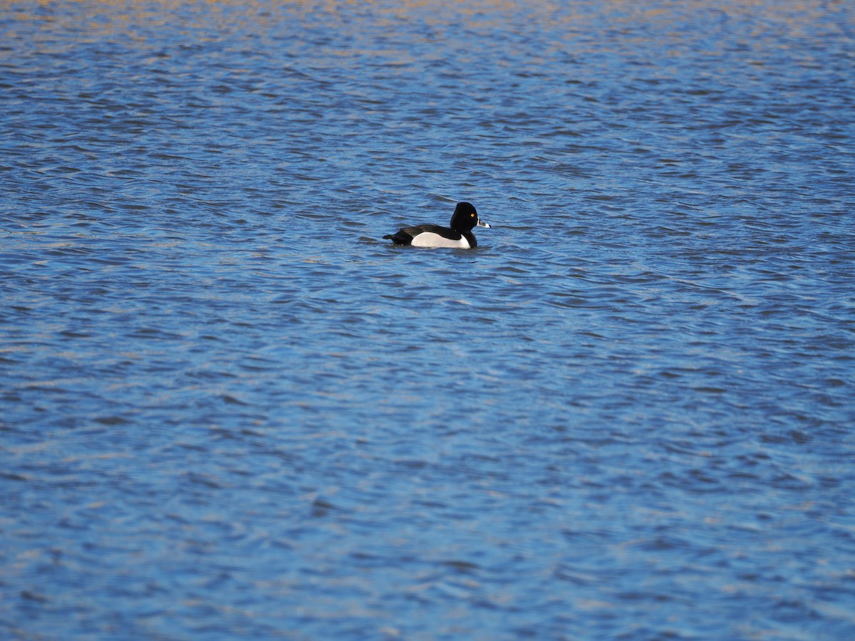 Ring-necked Duck - ML631616822