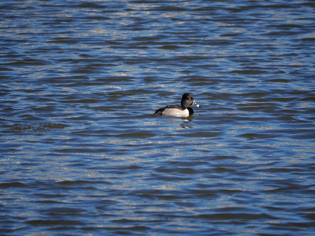 Ring-necked Duck - ML631616823