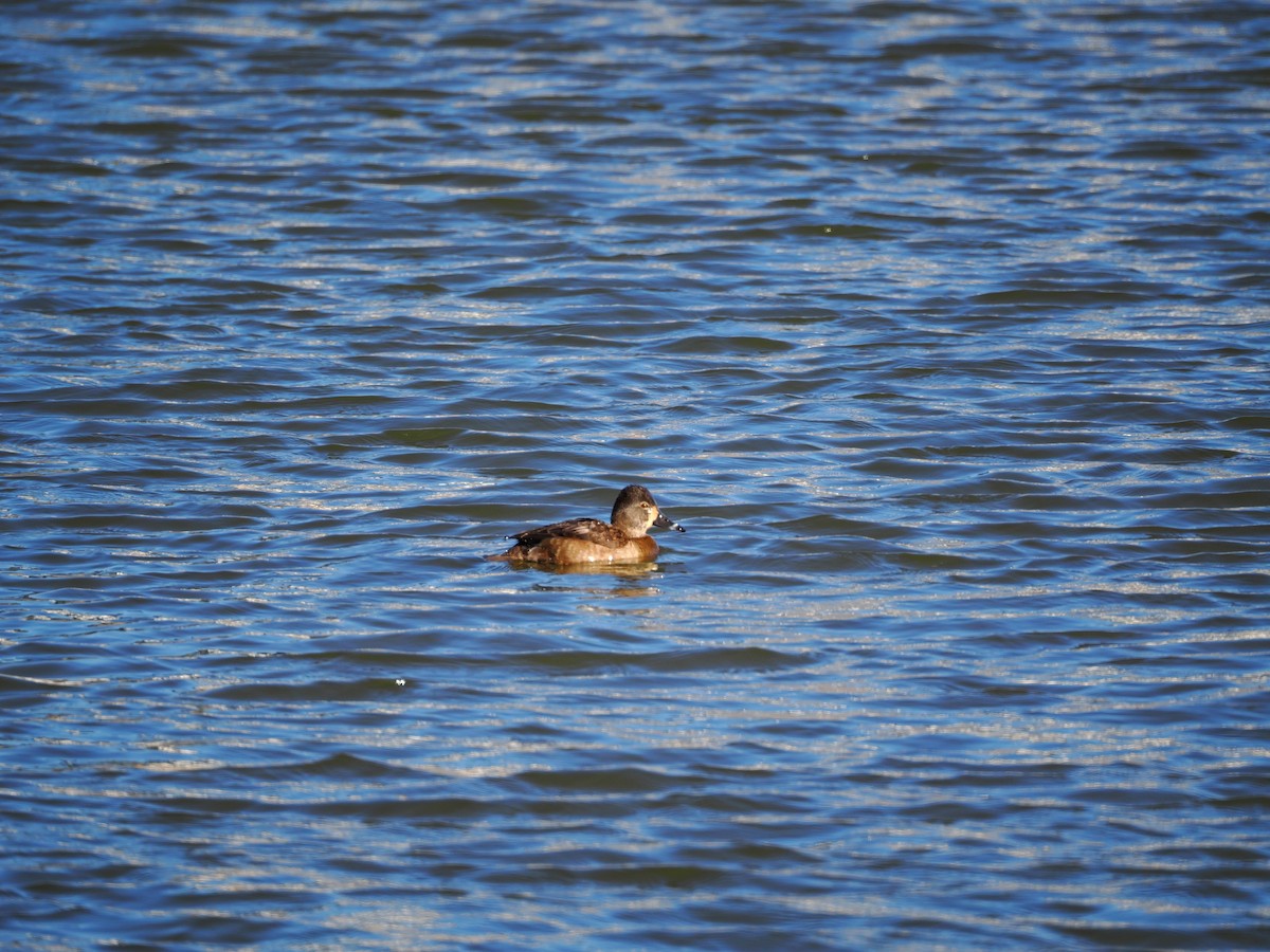 Ring-necked Duck - ML631616824
