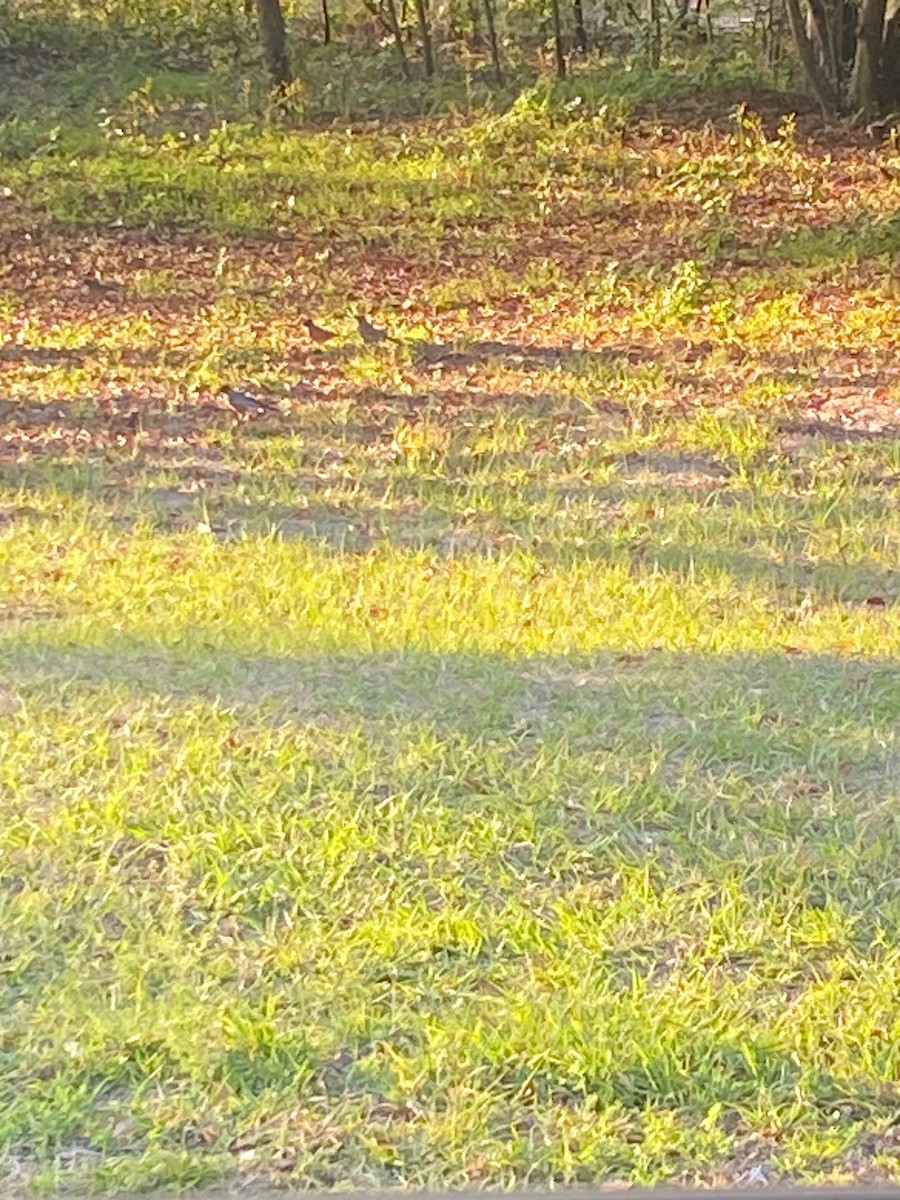 American Robin - ML631616897