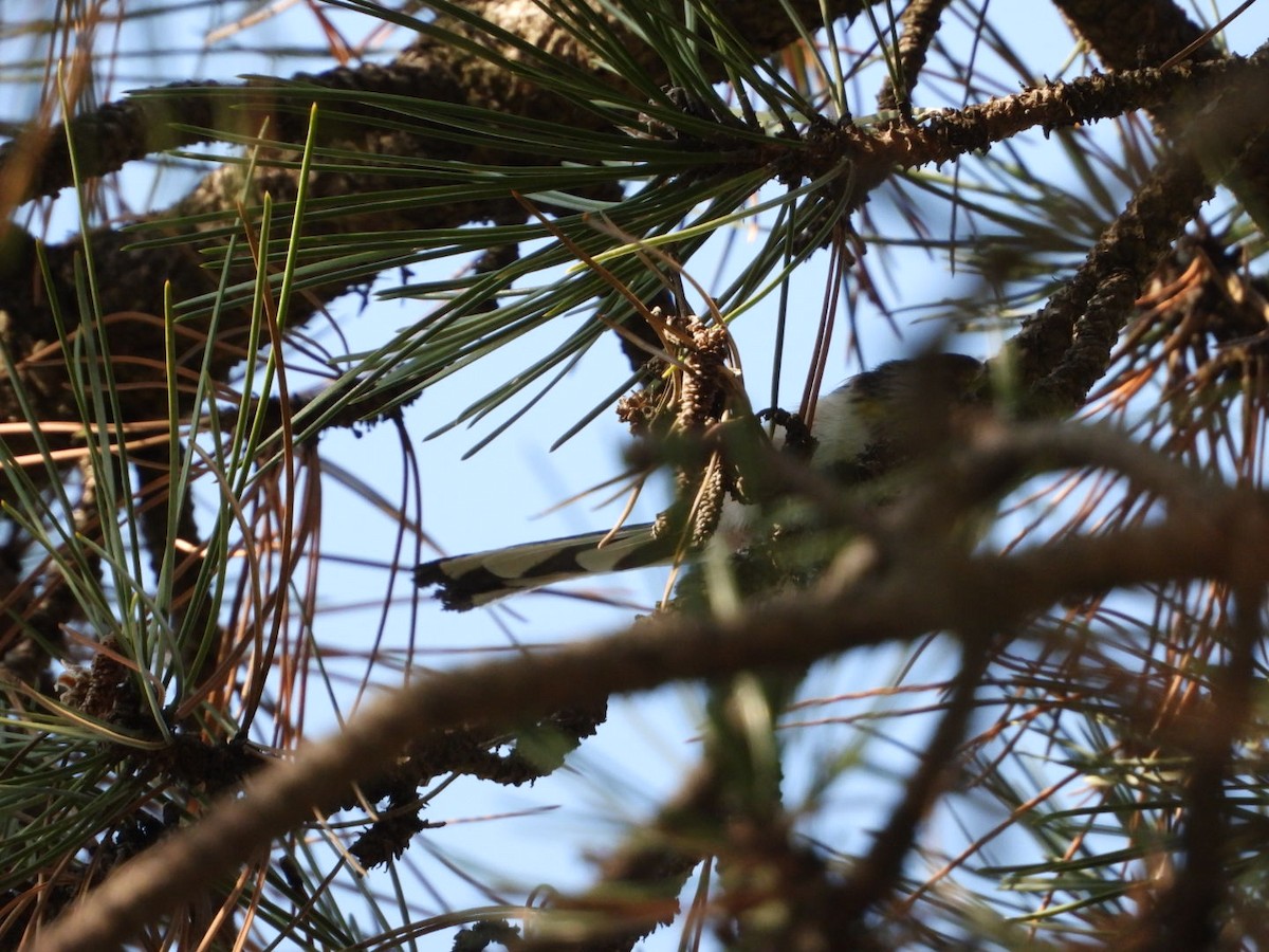 Long-tailed Tit - ML631617146
